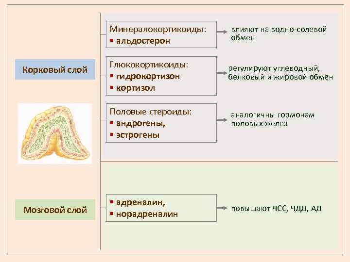 Минералокортикоиды: § альдостерон Корковый слой Глюкокортикоиды: § гидрокортизон § кортизол влияют на водно-солевой обмен