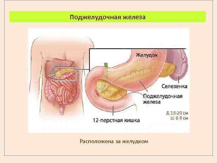 Поджелудочная железа Д 15 -20 см Ш 6 -9 см Расположена за желудком 