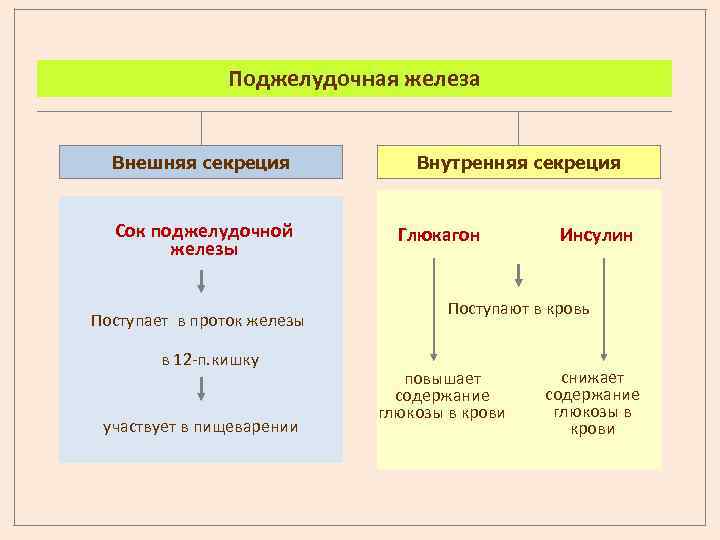 Поджелудочная железа Внешняя секреция Сок поджелудочной железы Поступает в проток железы в 12 -п.