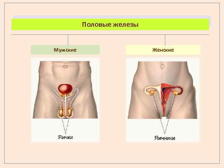 Половые железы Мужские Женские 