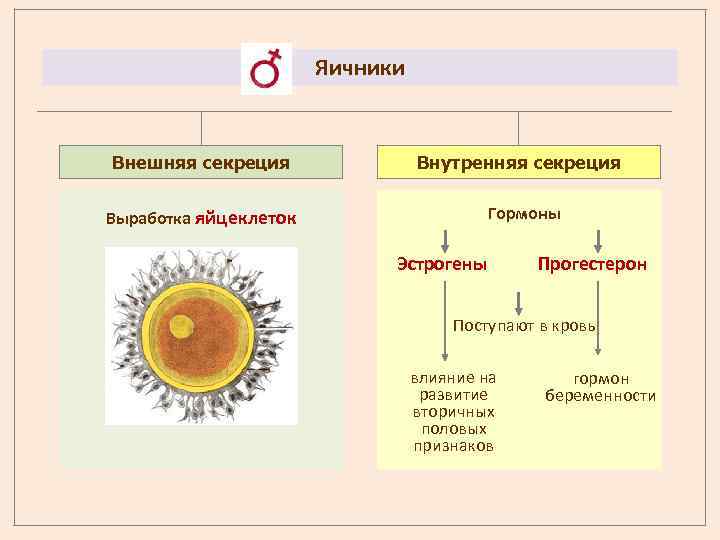 Яичники Внешняя секреция Внутренняя секреция Гормоны Выработка яйцеклеток Эстрогены Прогестерон Поступают в кровь влияние