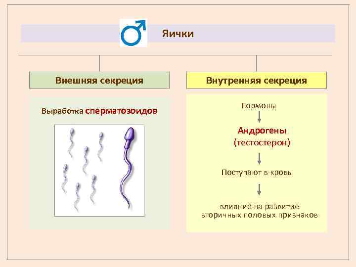 Яички Внешняя секреция Выработка сперматозоидов Внутренняя секреция Гормоны Андрогены (тестостерон) Поступают в кровь влияние