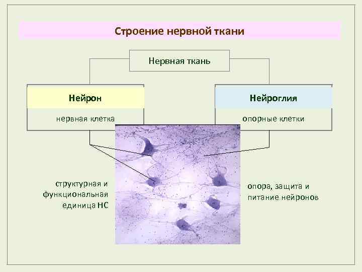 Строение нервной ткани Нервная ткань Нейрон Нейроглия нервная клетка опорные клетки структурная и функциональная