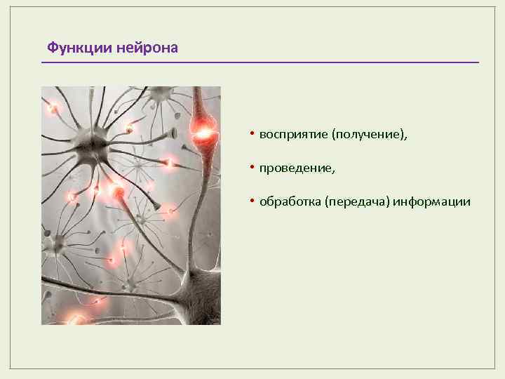 Функции нейрона • восприятие (получение), • проведение, • обработка (передача) информации 