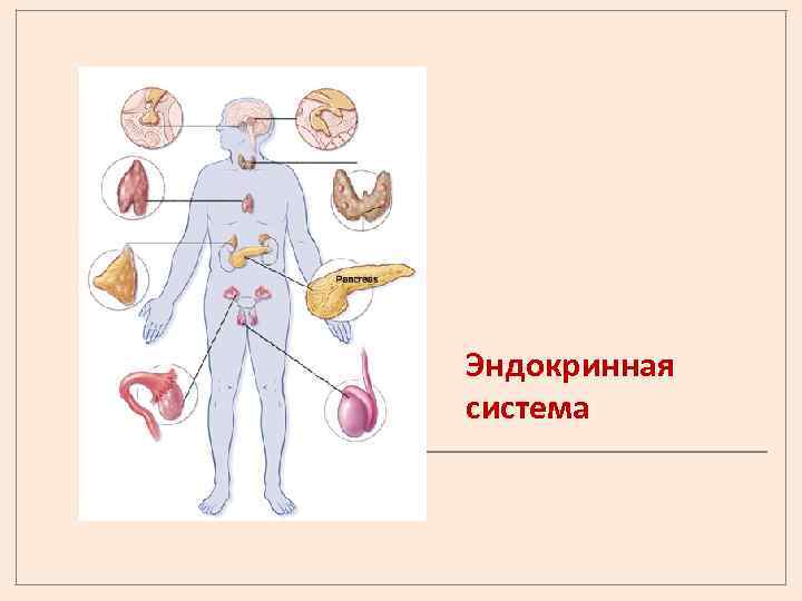 Эндокринная система 