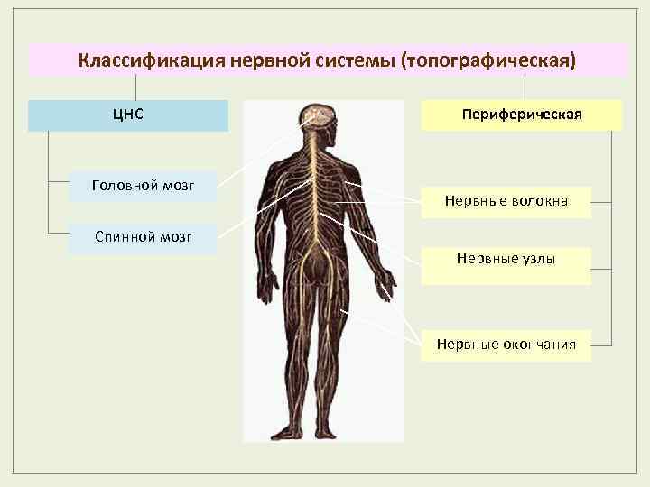 Классификация нервной системы (топографическая) ЦНС Головной мозг Периферическая Нервные волокна Спинной мозг Нервные узлы