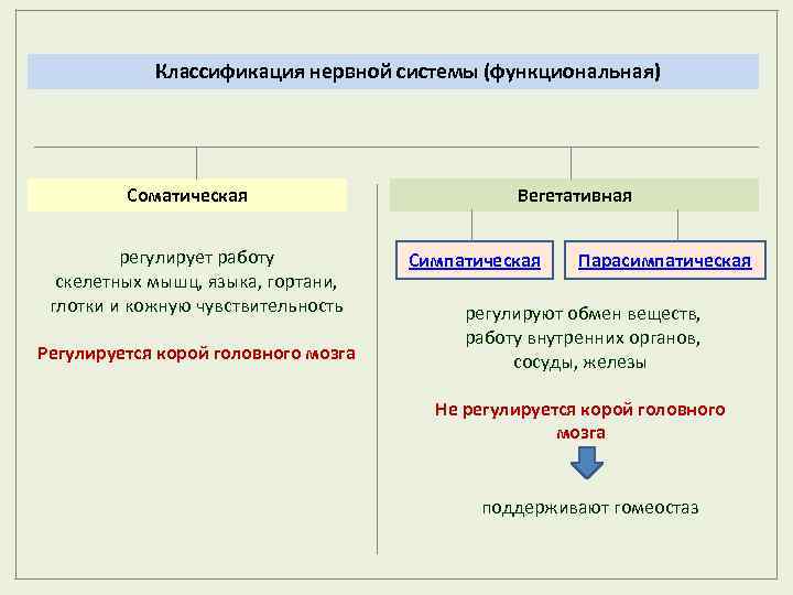 Классификация нервной системы (функциональная) Соматическая регулирует работу скелетных мышц, языка, гортани, глотки и кожную