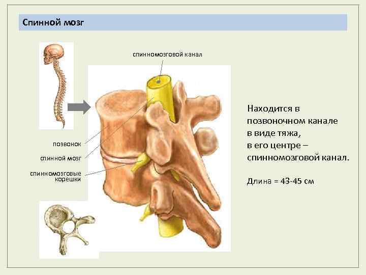Спинной мозг спинномозговой канал позвонок спинной мозг спинномозговые корешки Находится в позвоночном канале в