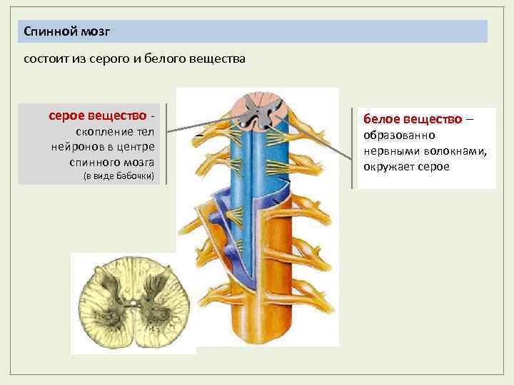 Спинной мозг состоит из серого и белого вещества серое вещество скопление тел нейронов в