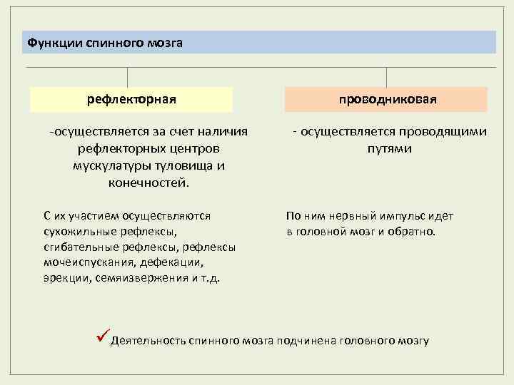 Функции спинного мозга рефлекторная -осуществляется за счет наличия рефлекторных центров мускулатуры туловища и конечностей.