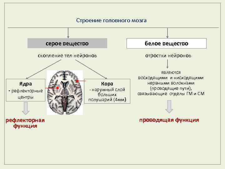 Строение головного мозга серое вещество белое вещество скопление тел нейронов Ядра - рефлекторные центры