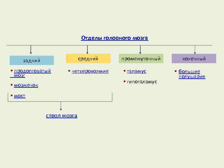 Отделы головного мозга задний средний § продолговатый мозг § четверохолмие § мозжечок § мост