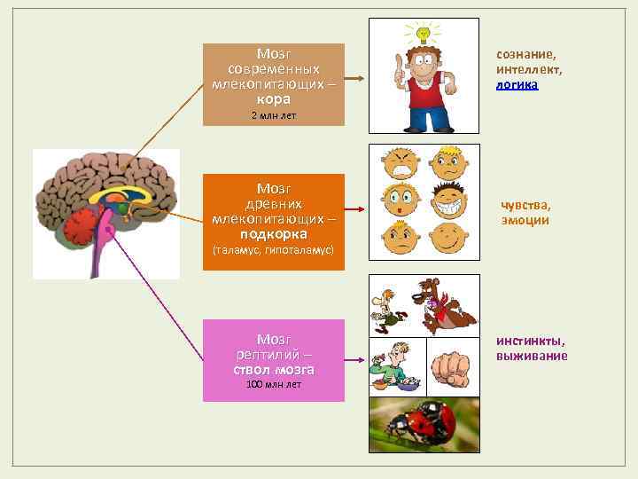 Мозг современных млекопитающих – кора сознание, интеллект, логика 2 млн лет Мозг древних млекопитающих