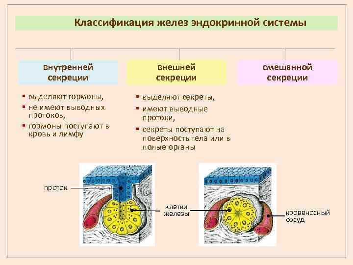 Классификация желез эндокринной системы внутренней секреции § выделяют гормоны, § не имеют выводных протоков,