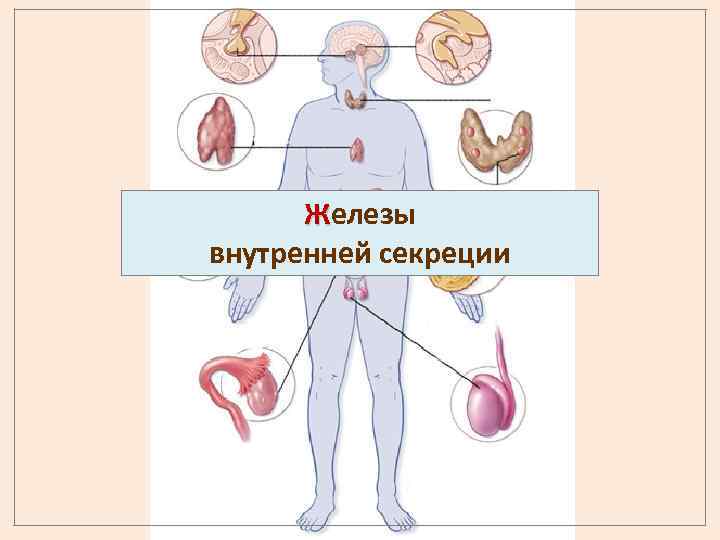 Железы внутренней секреции 