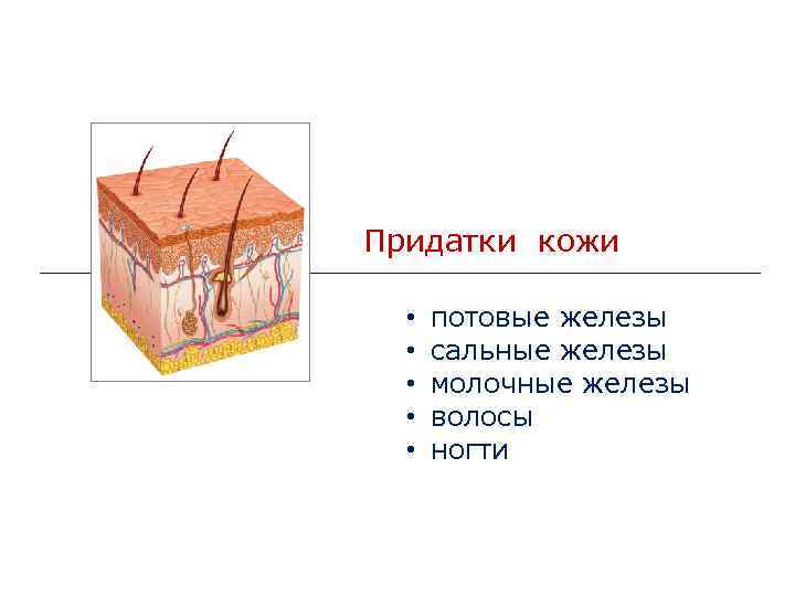 Молочные железы до и после родов фото