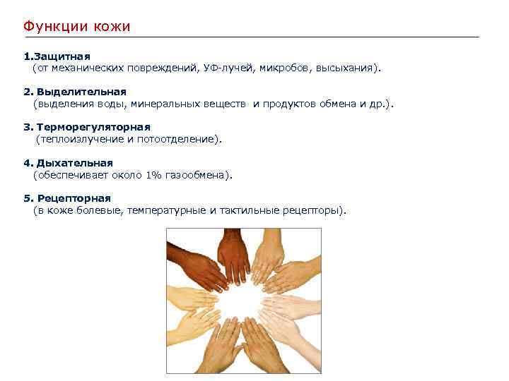 Функции кожи 1. Защитная (от механических повреждений, УФ-лучей, микробов, высыхания). 2. Выделительная (выделения воды,