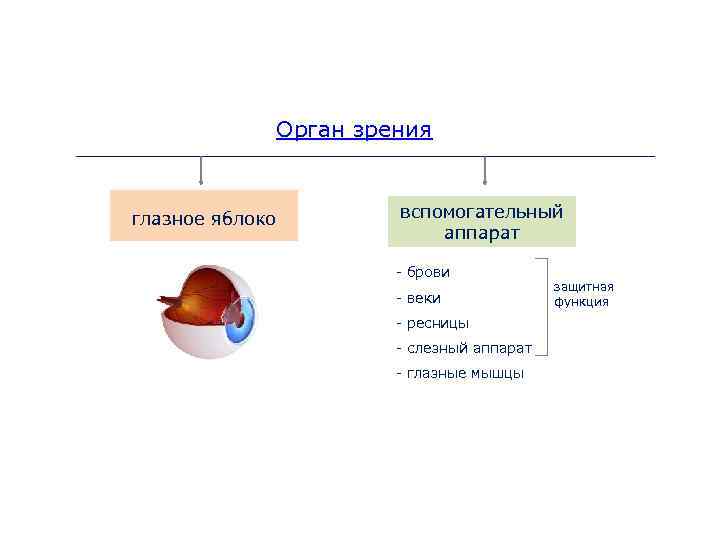 Вспомогательные органы зрения