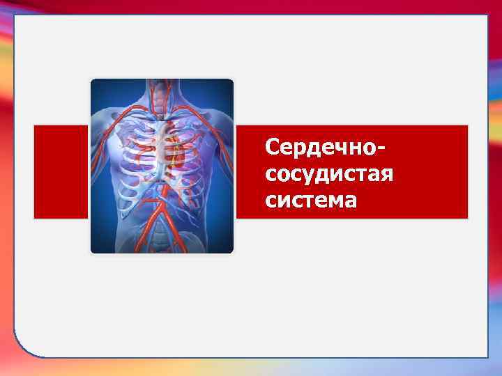 Сердечнососудистая система 