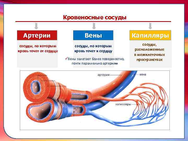 Кровеносные сосуды Артерии Вены сосуды, по которым кровь течет от сердца сосуды, по которым