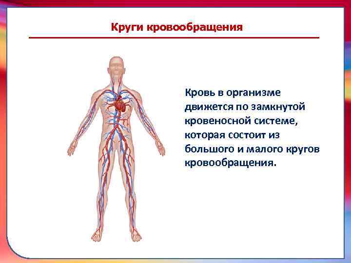Кровь в организме движется по замкнутой кровеносной системе, которая состоит из большого и малого
