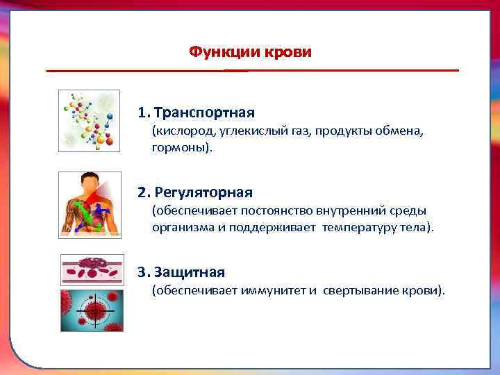 Функции крови 1. Транспортная (кислород, углекислый газ, продукты обмена, гормоны). складками его внутренней оболочки,