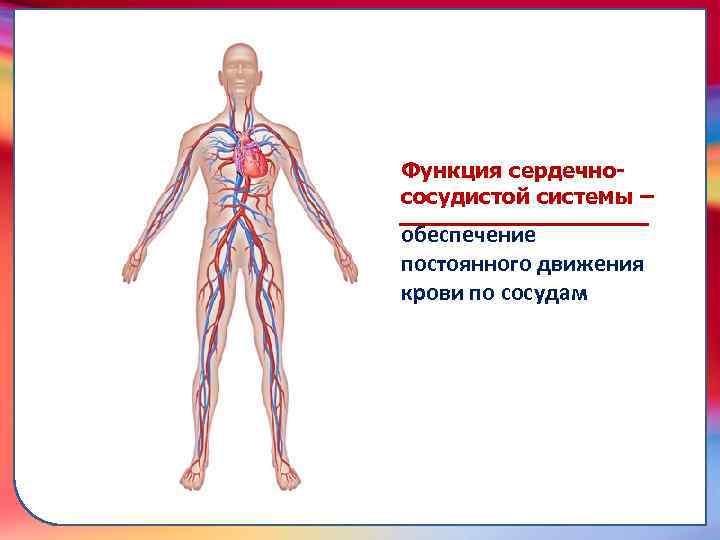 транспортировку питательных веществ, газов, гормонов и продуктов метаболизма к клеткам и из клеток; 2)