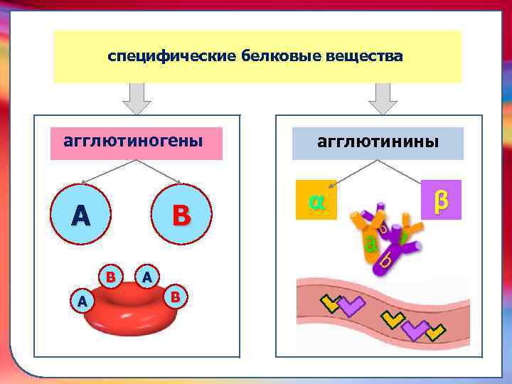 А В В А А В α β складками его внутренней оболочки, обеспечивает однонаправленный