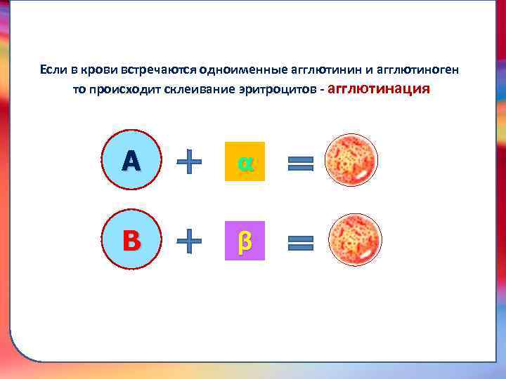 А α В β складками его внутренней оболочки, обеспечивает однонаправленный ток крови за счет