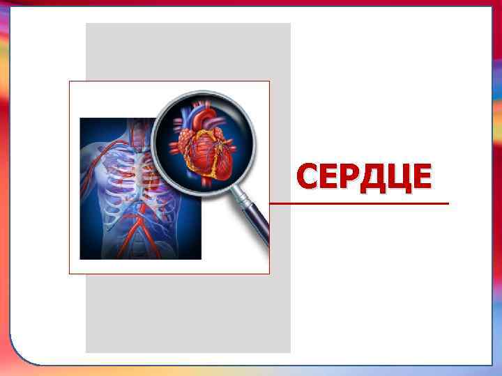 транспортировку питательных веществ, газов, гормонов и продуктов метаболизма к клеткам и из клеток; 2)