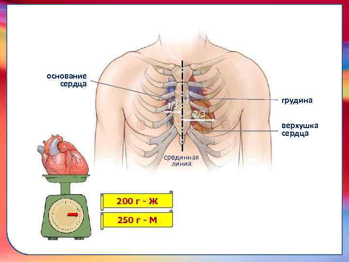250 г - М 200 г - Ж срединная линия транспортировку питательных веществ, газов,