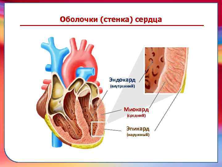 (наружный) Эпикард (средний) Миокард транспортировку питательных веществ, газов, гормонов и продуктов метаболизма к клеткам