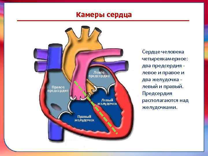 Камеры сердца Сердце человека четырехкамерное: два предсердия - левое и правое и два желудочка