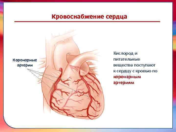 Кислород и питательные вещества поступают к сердцу с кровью по коронарным артериям транспортировку питательных