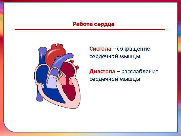 Диастола – расслабление сердечной мышцы Клапан —, образованная складками его внутренней оболочки, обеспечивает однонаправленный