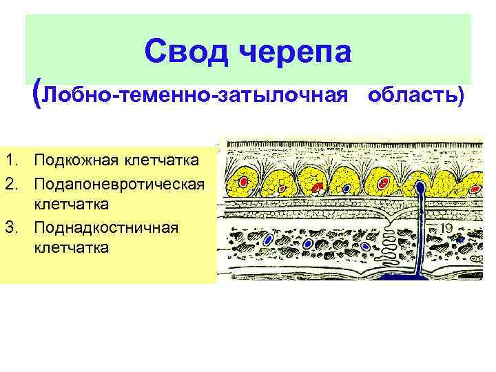Свод черепа (Лобно-теменно-затылочная 1. Подкожная клетчатка 2. Подапоневротическая клетчатка 3. Поднадкостничная клетчатка область) 