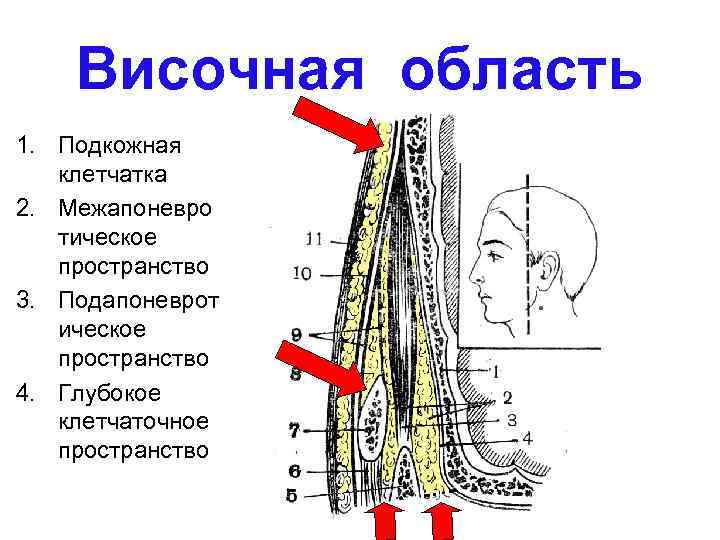 Височная область рисунок