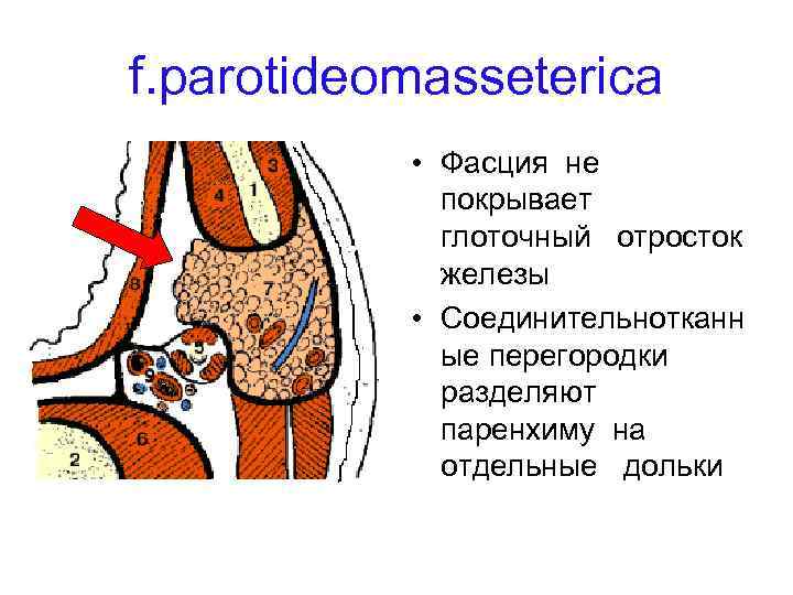 Флегмона дна полости рта фото