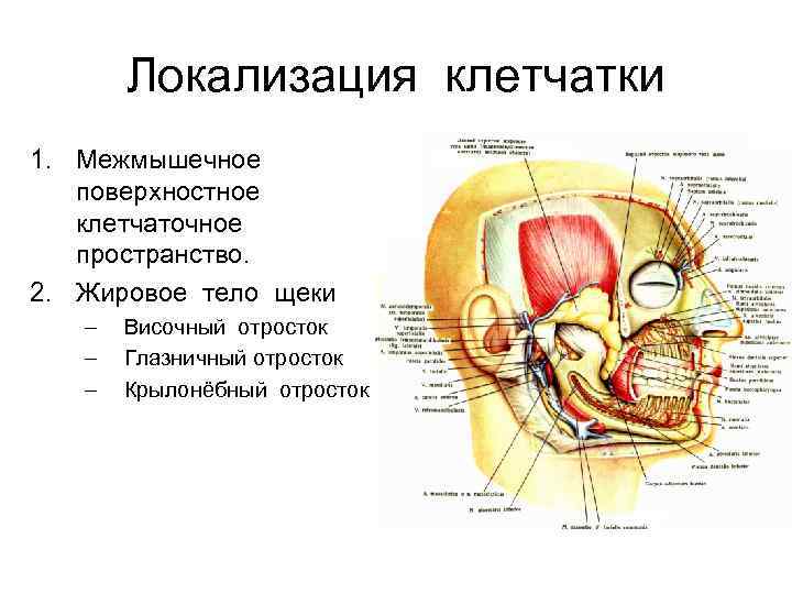 Локализация клетчатки 1. Межмышечное поверхностное клетчаточное пространство. 2. Жировое тело щеки – – –