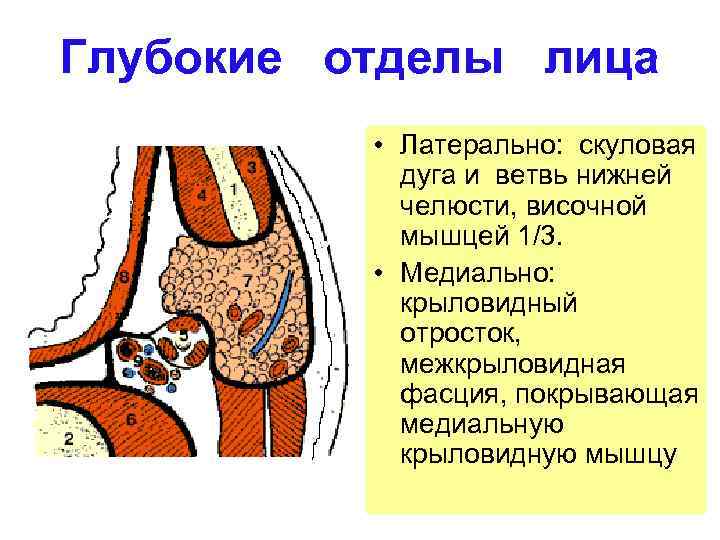 Флегмона дна полости рта фото