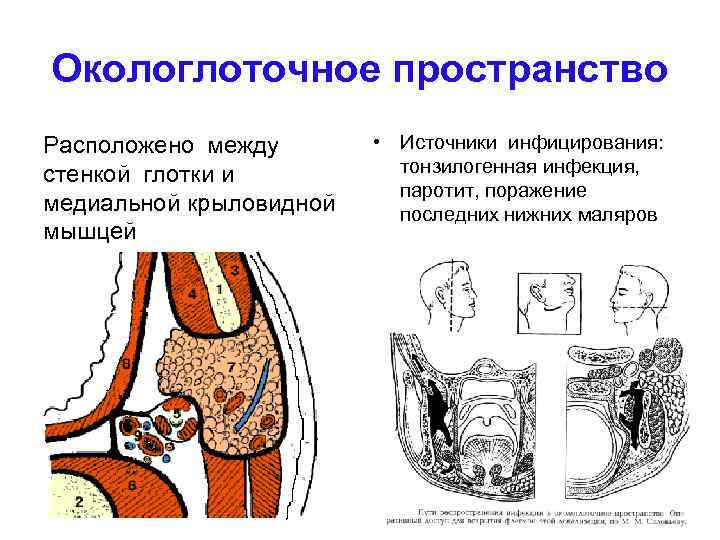 Окологлоточное кольцо какая система