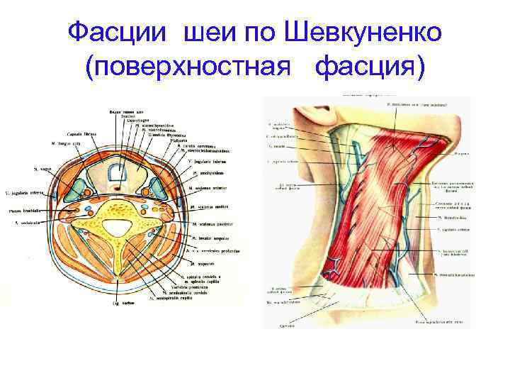 Фасции по шевкуненко схема