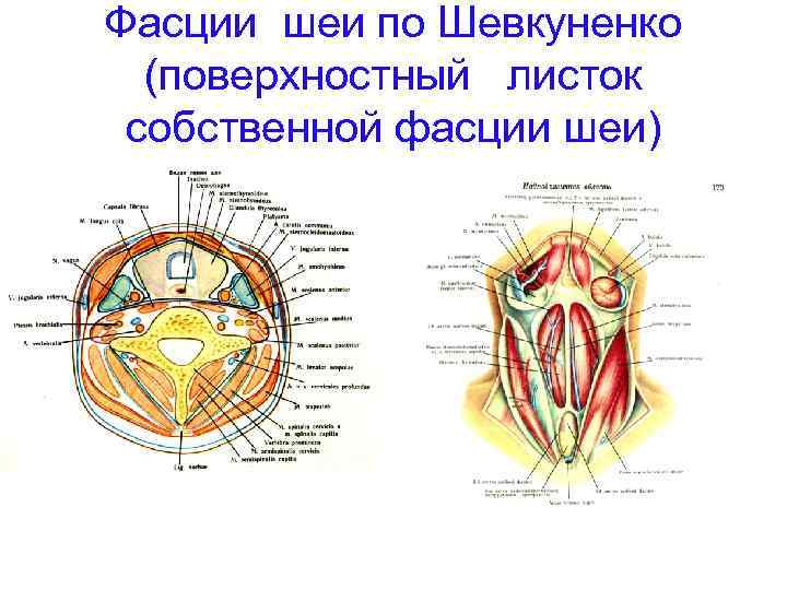 Фасции шеи схема