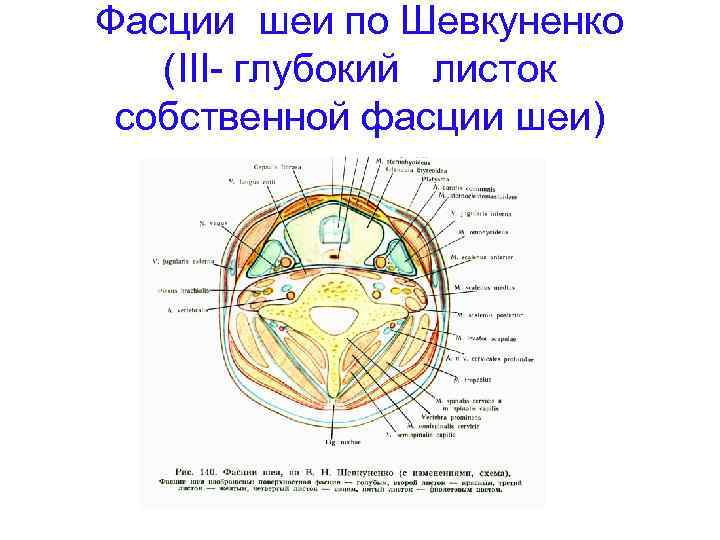 Фасции шеи рисунок