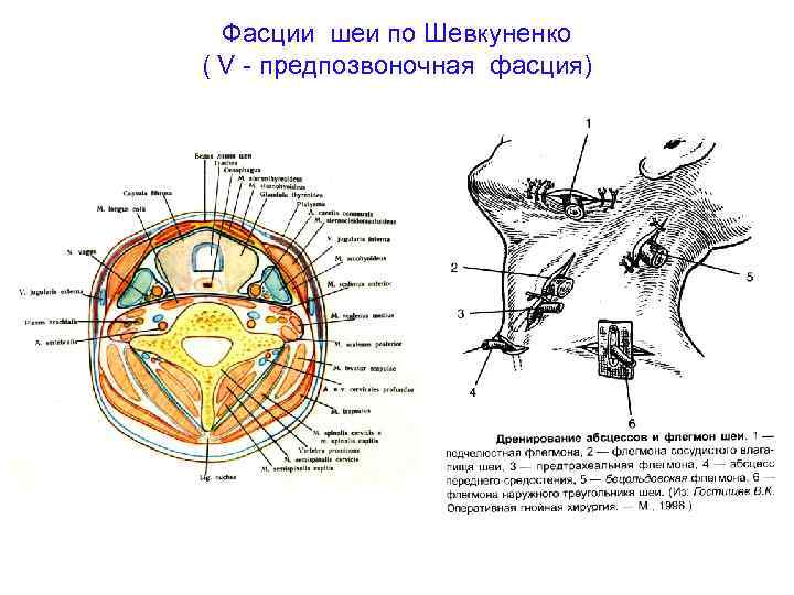 Фасции шеи рисунок