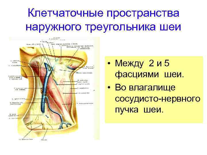 Клетчаточные пространства наружного треугольника шеи • Между 2 и 5 фасциями шеи. • Во
