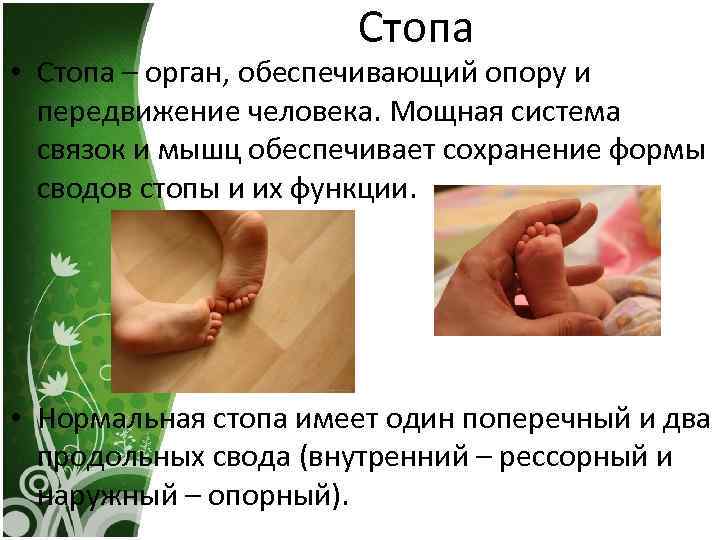 Стопа • Стопа – орган, обеспечивающий опору и передвижение человека. Мощная система связок и