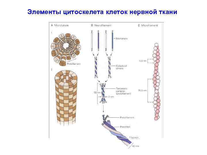 Элементы цитоскелета клеток нервной ткани 