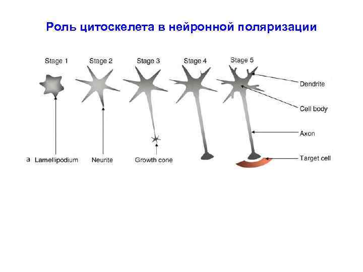 Роль цитоскелета в нейронной поляризации 