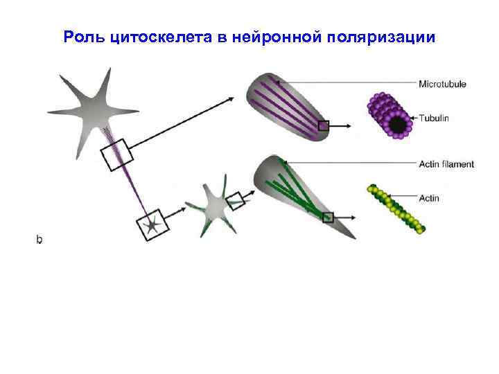 Роль цитоскелета в нейронной поляризации 
